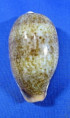 Erronea caurica elongata